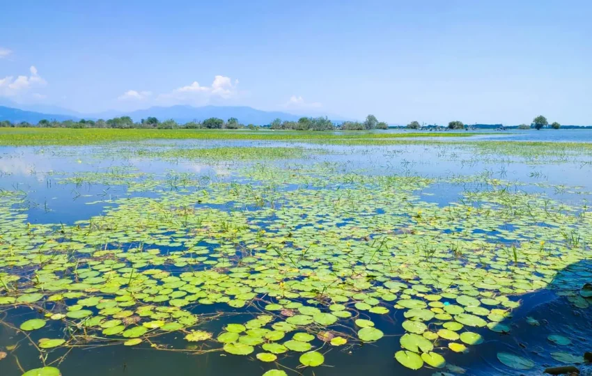 Boat tours Kerkini  Lake