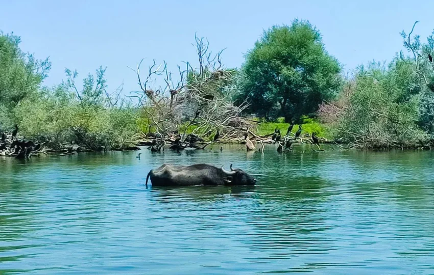 Kerkini water buffalo