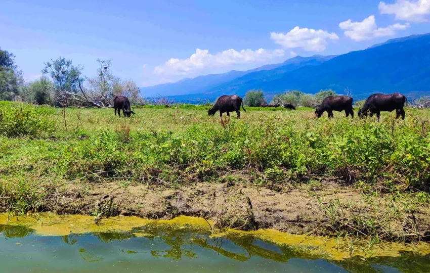 Kerkini water buffalos