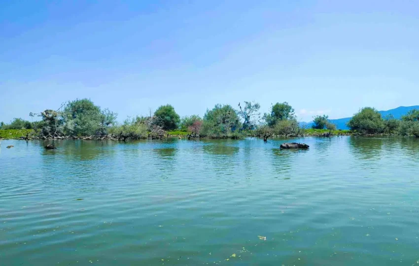 Kerkini lake water buffalos