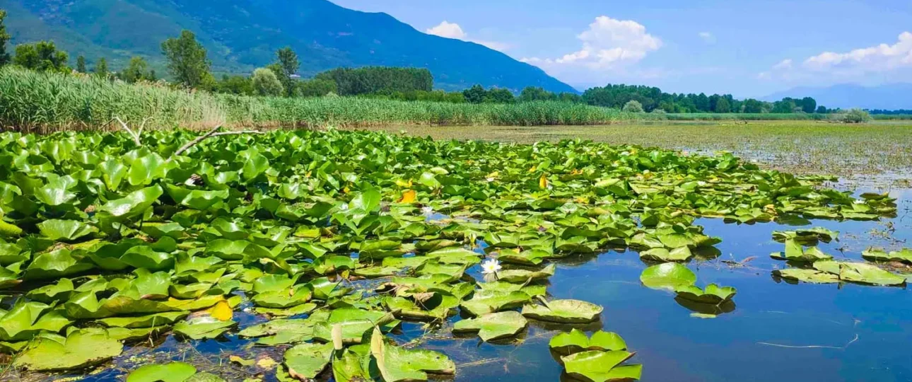 Kerkini water lillies