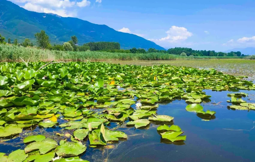 Kerkini water lillies