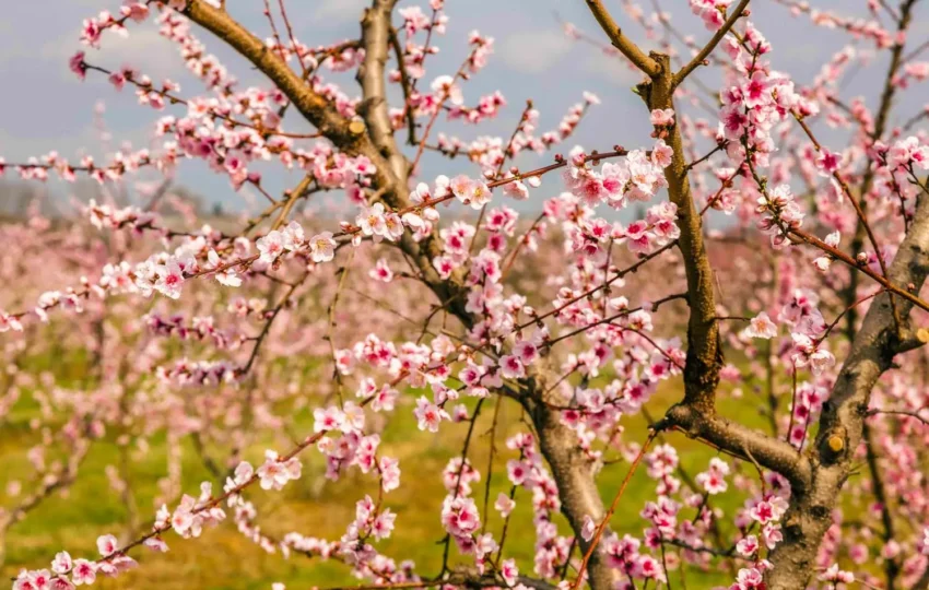 The peach blossom spectacle at Veria plains