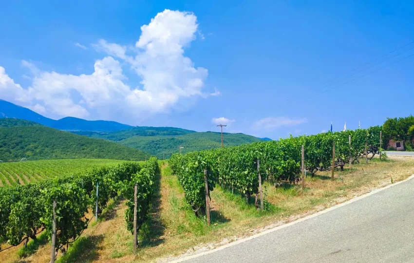 Thessaloniki tour vineyard