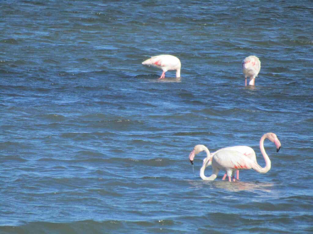 Pink flamingos in Greece