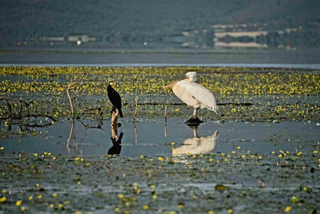 Bird_watching_Thessaloniki_tours