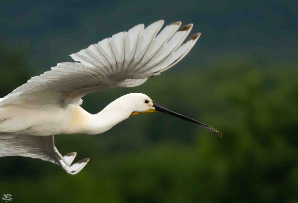 Kerkini birdwatching Thessaloniki day trips - Thessaloniki Day trips