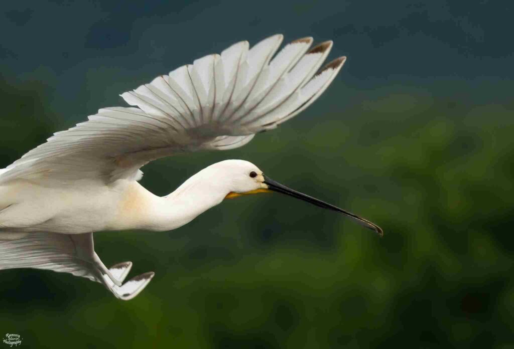 Thessaloniki_bird_watching_day_trips