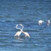 Thessaloniki_bird_watching_tours