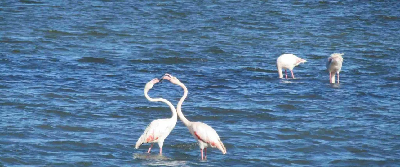 Thessaloniki_bird_watching_tours