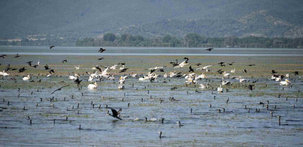 Water_birds_Kerkini_bird_watching_trips