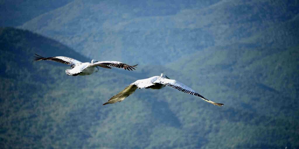 Thessaloniki_shore_excursions_Kerkini_bird_watcing_trips