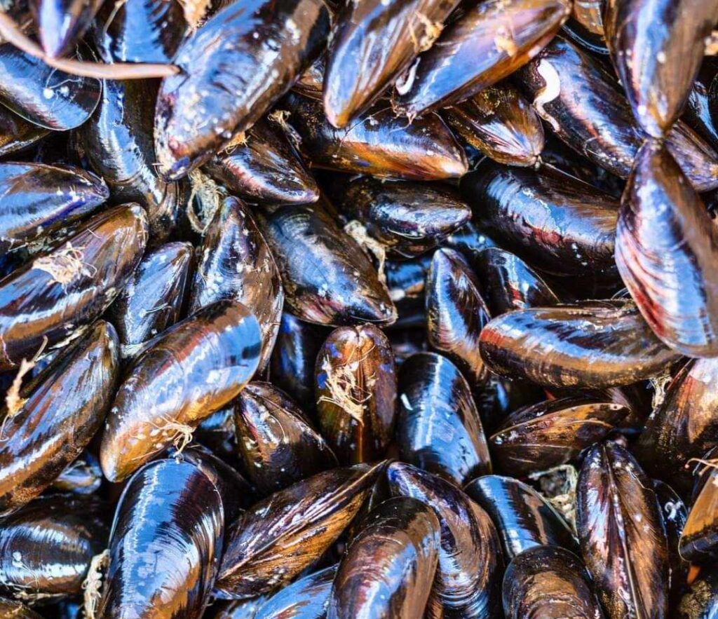 mussels - Thessaloniki Day trips