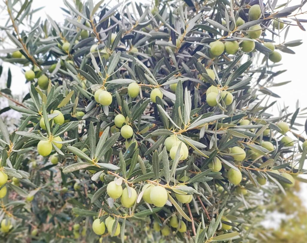 Thessaloniki olives - Thessaloniki Day trips