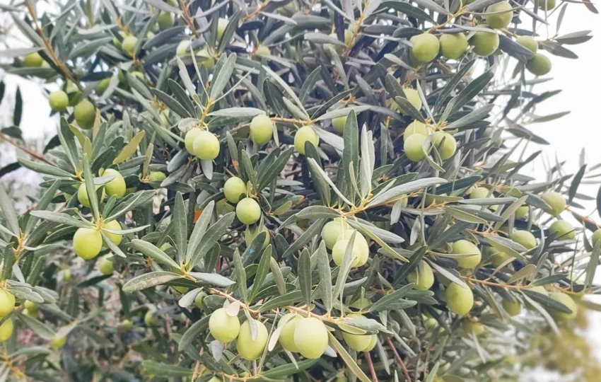 Thessaloniki olives - Thessaloniki Day trips