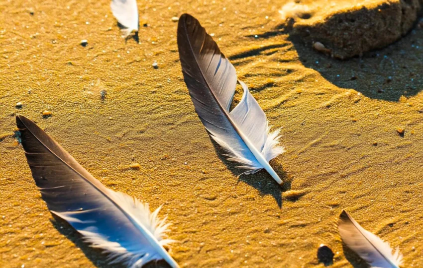 Seagull feathers beachcombing - Thessaloniki Day trips