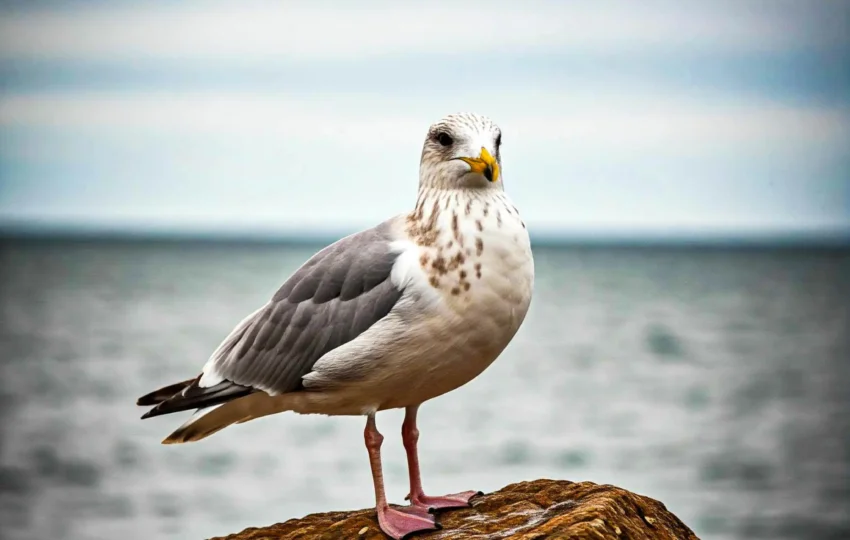 Seagull photo - Thessaloniki Day trips