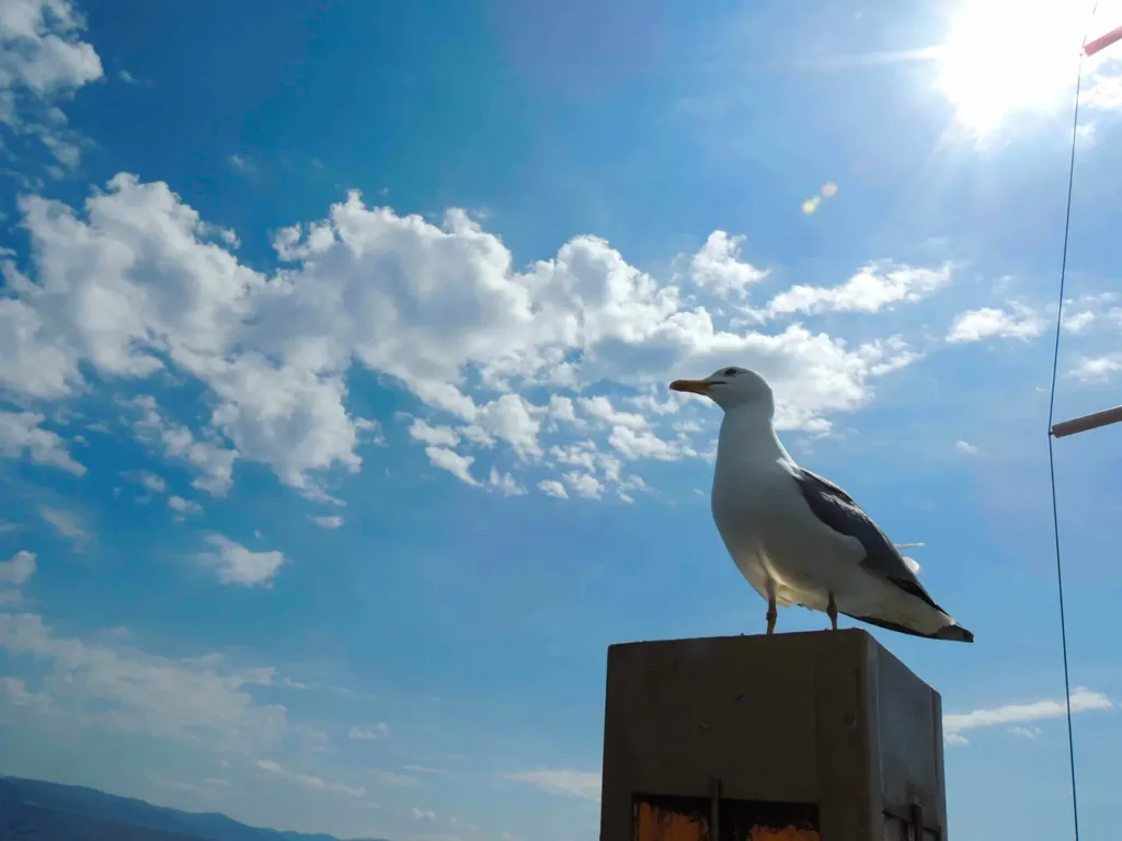 thessalomiki daytrips seagull in thessaloniki - Thessaloniki Day trips