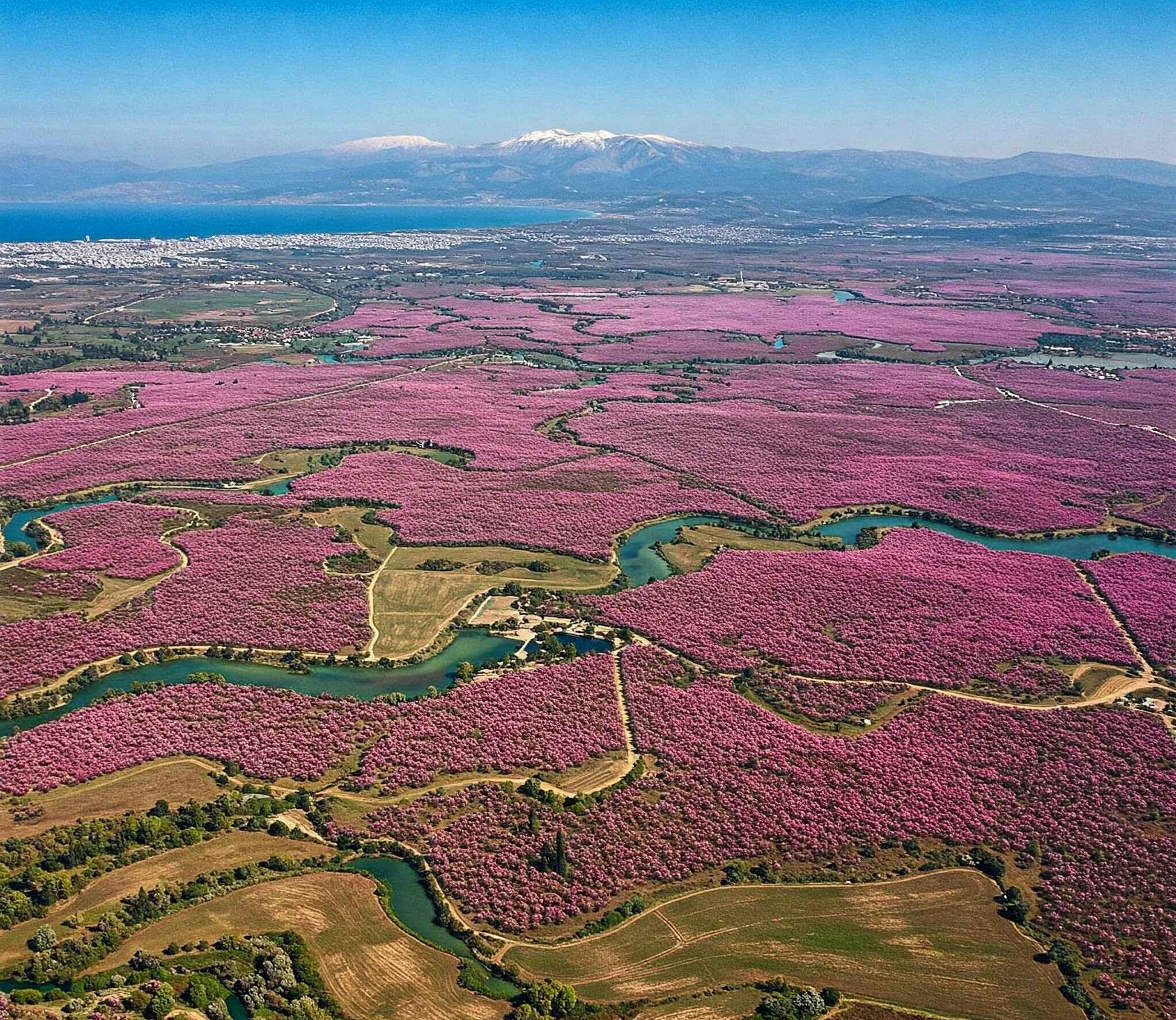 Berea peach blossom panoramic - Thessaloniki Day trips