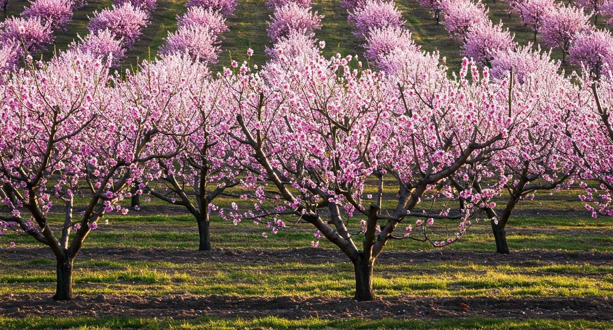 Berea peach blossom - Thessaloniki Day trips